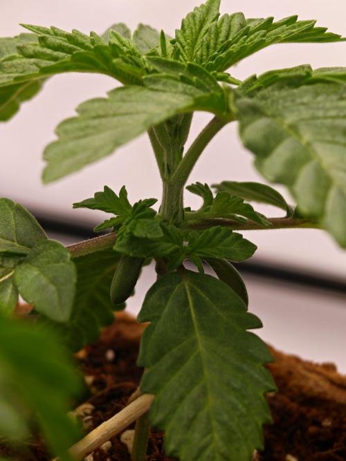 Black Light (Pheno Hunt) Wizard Trees. Week 2 - 11.08.26