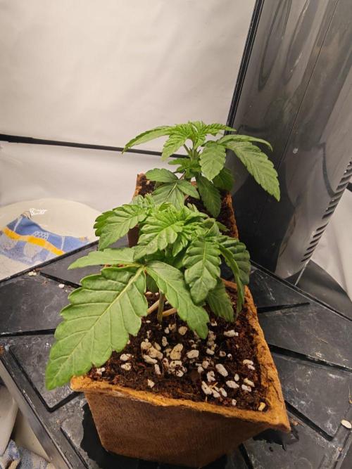 Black Light (Pheno Hunt) Wizard Trees. Week 2 - 12.08.26