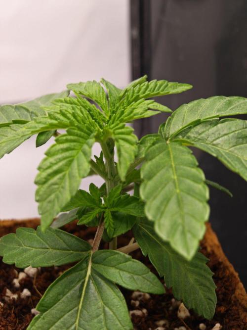 Black Light (Pheno Hunt) Wizard Trees. Week 2 - 12.08.26