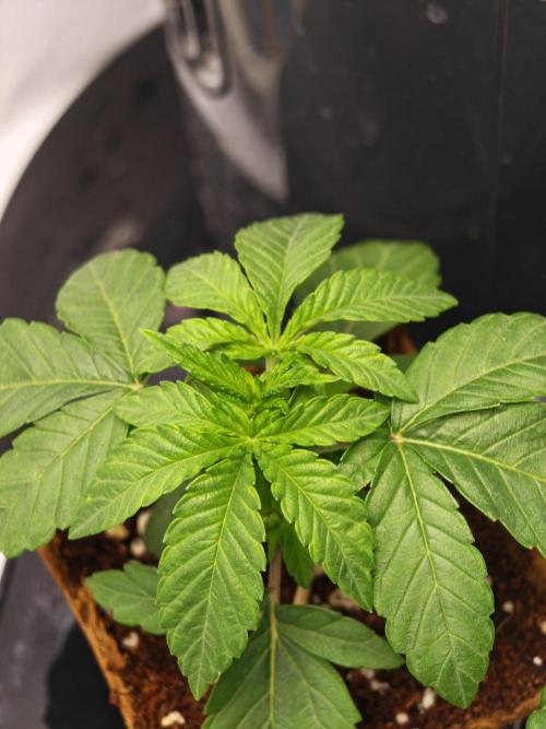 Black Light (Pheno Hunt) Wizard Trees. Week 2 - 13.08.26