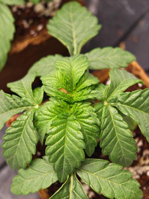 Black Light (Pheno Hunt) Wizard Trees. Week 2 - 13.08.26