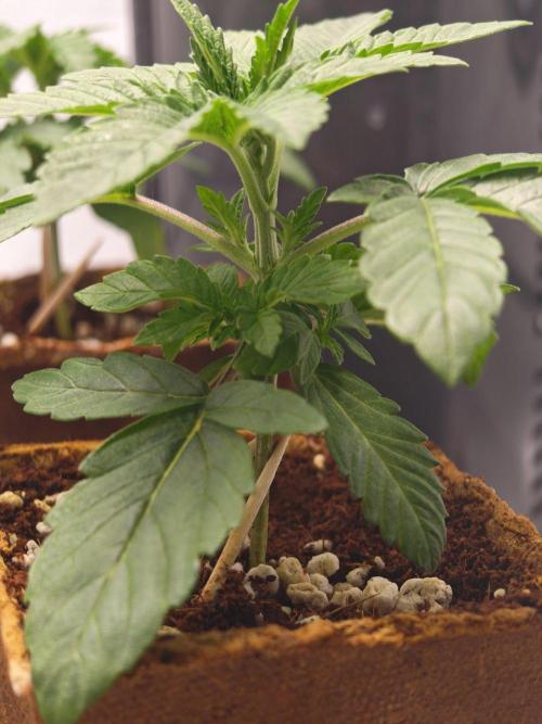 Black Light (Pheno Hunt) Wizard Trees. Week 2 - 13.08.26