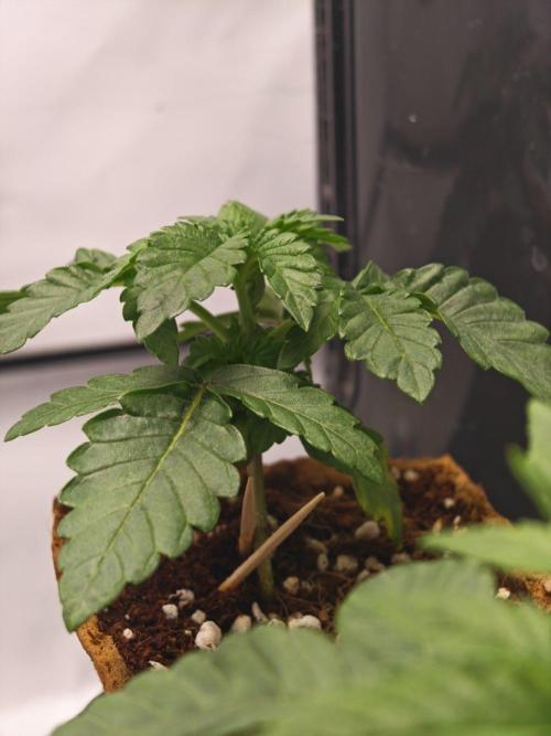 Black Light (Pheno Hunt) Wizard Trees. Week 2 - 13.08.26
