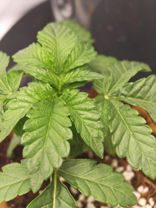 Black Light (Pheno Hunt) Wizard Trees. Week 2 - 13.08.26 #2