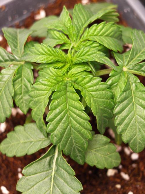 Black Light (Pheno Hunt) Wizard Trees. Week 2 - 14.08.26 #2