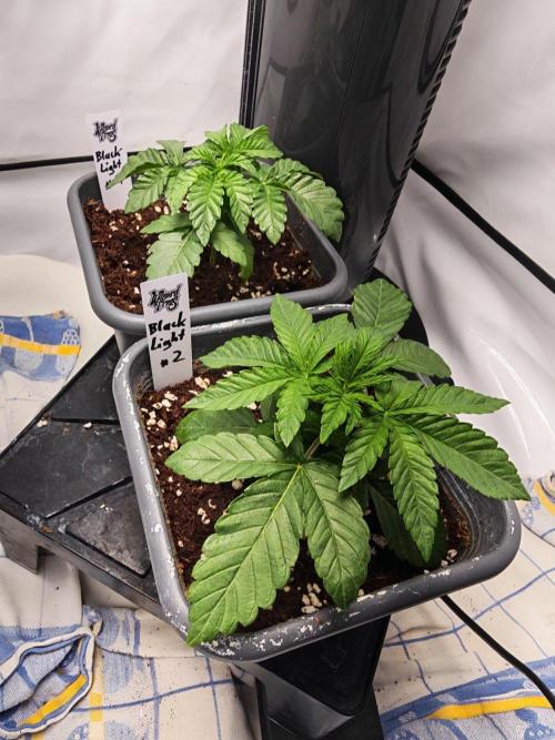 Black Light (Pheno Hunt) Wizard Trees. Week 2 - 14.08.26