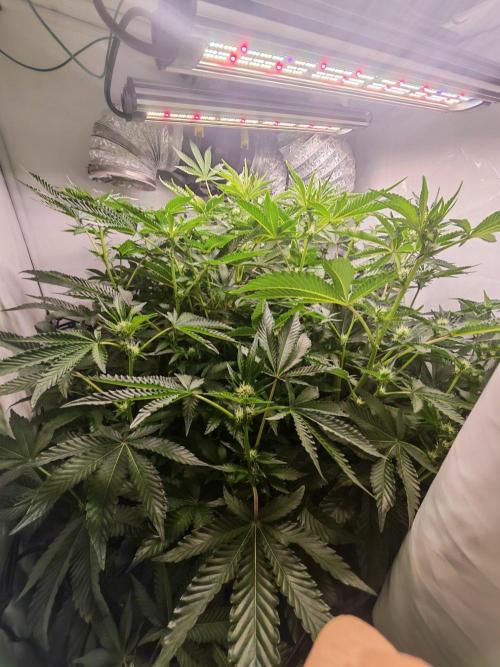 Last Dance - Crimson Clay (Wizard Tress). Week 3 - 06.08.26