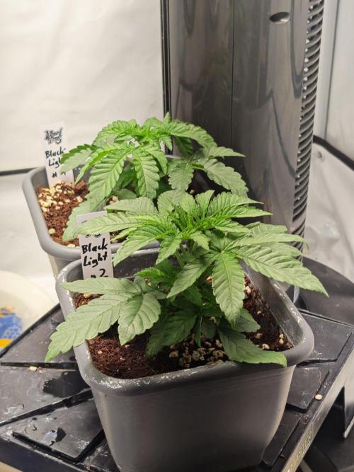 Black Light (Pheno Hunt) Wizard Trees. Week 3 - 16.08.26