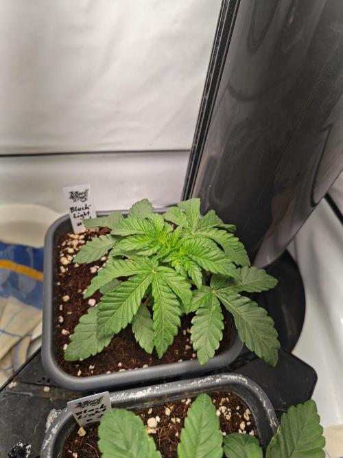 Black Light (Pheno Hunt) Wizard Trees. Week 3 - 16.08.26 #1