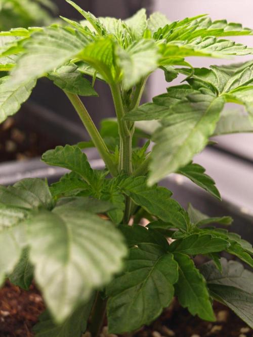 Black Light (Pheno Hunt) Wizard Trees. Week 3 - 16.08.26 #2