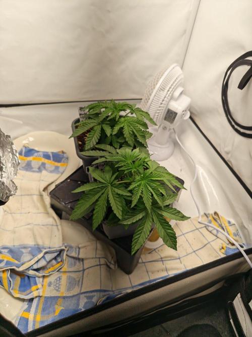 Black Light (Pheno Hunt) Wizard Trees. Week 3 - 18.08.26