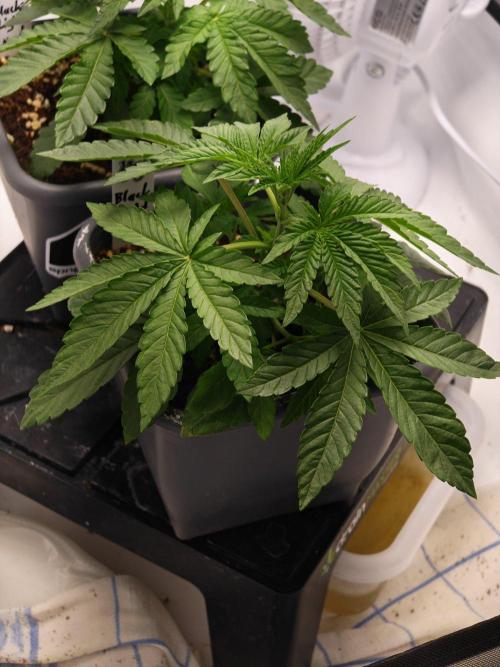 Black Light (Pheno Hunt) Wizard Trees. Week 3 - 18.08.26 #1