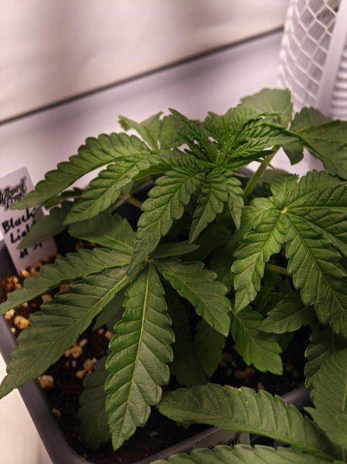 Black Light (Pheno Hunt) Wizard Trees. Week 3 - 18.08.26 #2