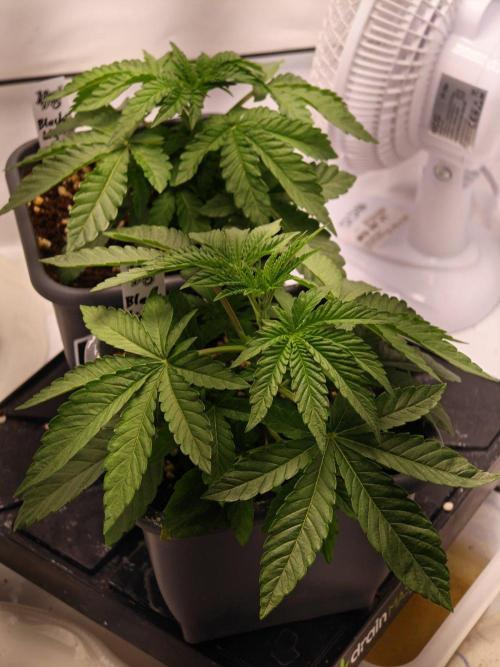 Black Light (Pheno Hunt) Wizard Trees. Week 3 - 18.08.26