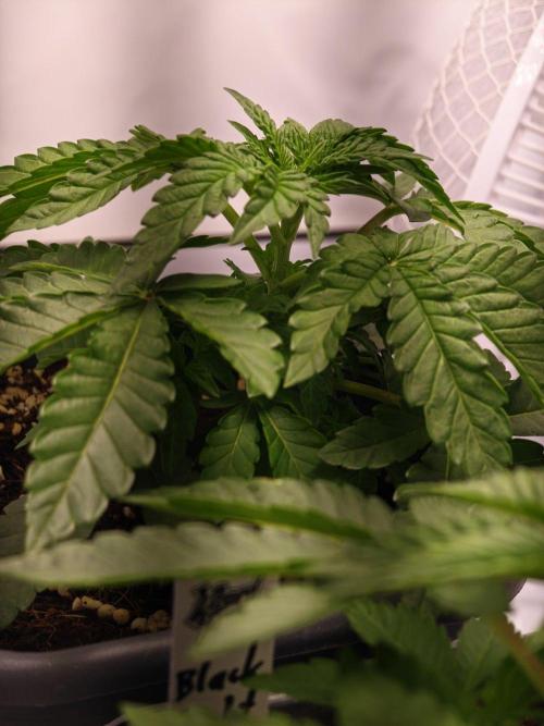 Black Light (Pheno Hunt) Wizard Trees. Week 3 - 18.08.26 #2