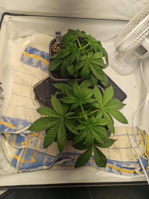 Black Light (Pheno Hunt) Wizard Trees. Week 3 - 19.08.26 