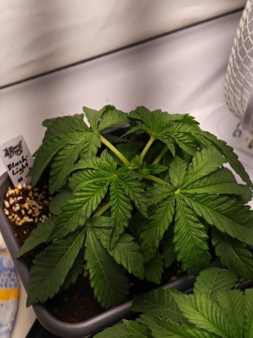 Black Light (Pheno Hunt) Wizard Trees. Week 3 - 19.08.26 #1