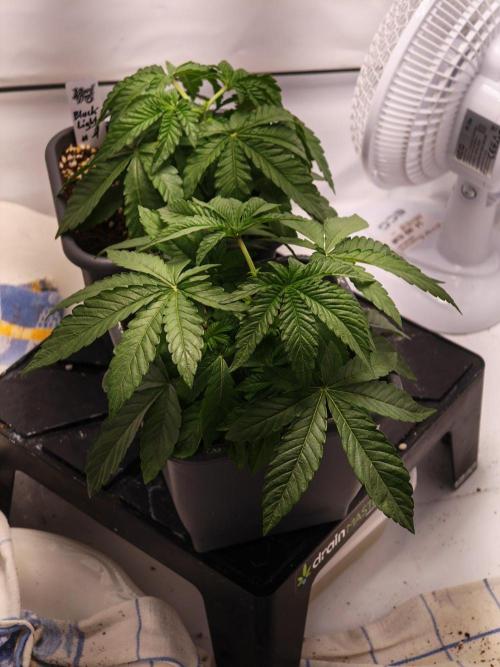 Black Light (Pheno Hunt) Wizard Trees. Week 3 - 19.08.26
