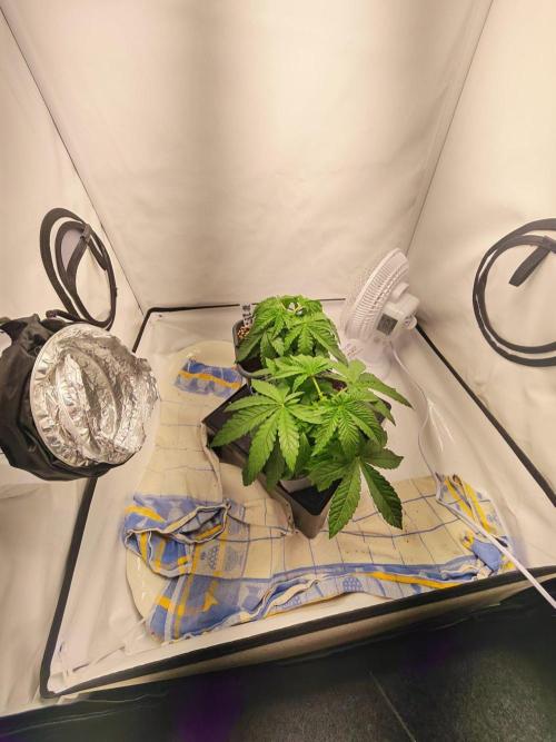 Black Light (Pheno Hunt) Wizard Trees. Week 3 - 19.08.26