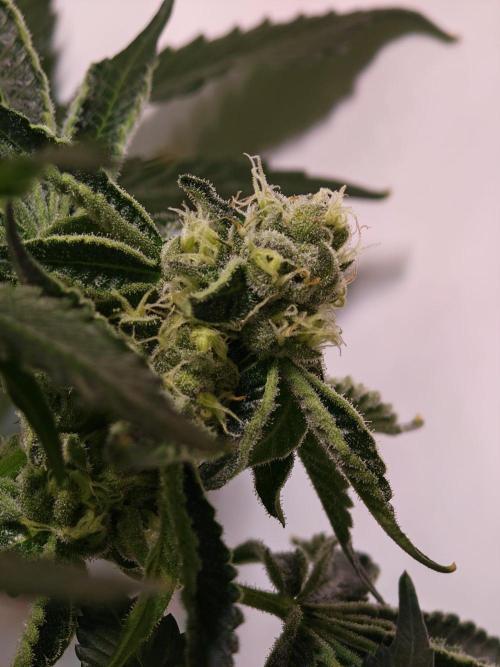Last Dance - Crimson Clay (Wizard Tress). Week 5 - 22.08.26