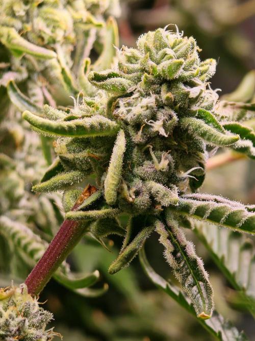 Last Dance - Crimson Clay (Wizard Tress). Week 5 - 24.08.26 (top bit stressed)