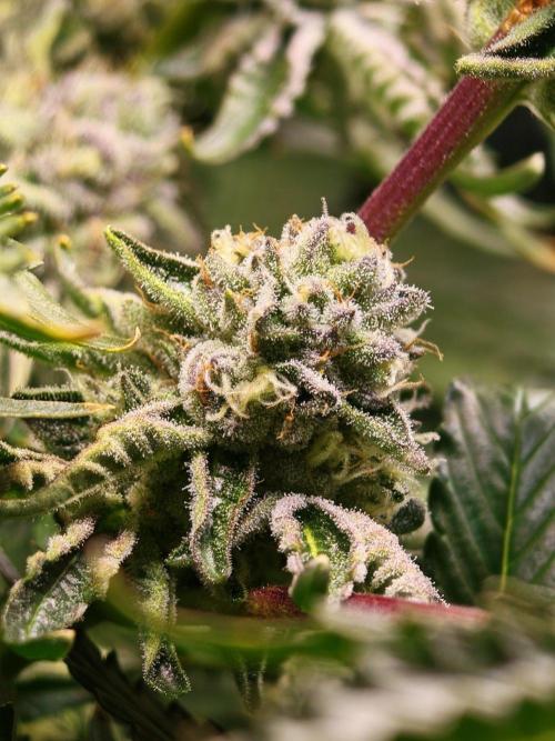 Last Dance - Crimson Clay (Wizard Tress). Week 5 - 26.08.26