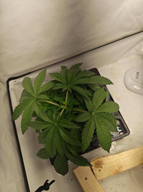Black Light (Pheno Hunt) Wizard Trees. Week 4 - 20.08.26