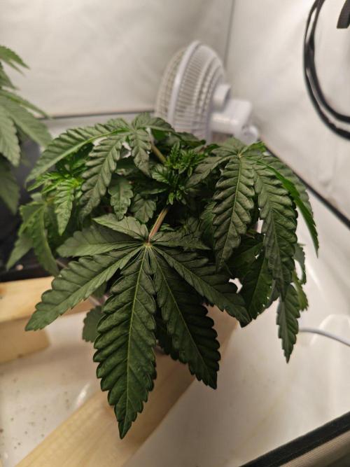 Black Light (Pheno Hunt) Wizard Trees. Week 4 - 22.08.26