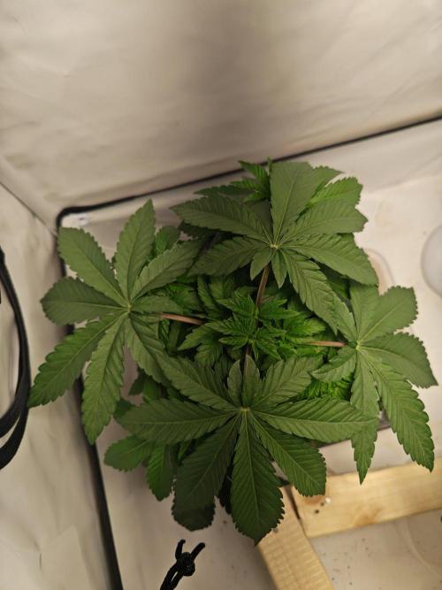 Black Light (Pheno Hunt) Wizard Trees. Week 4 - 22.08.26