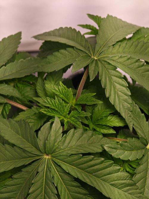 Black Light (Pheno Hunt) Wizard Trees. Week 4 - 22.08.26