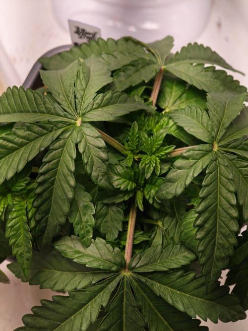 Black Light (Pheno Hunt) Wizard Trees. Week 4 - 22.08.26