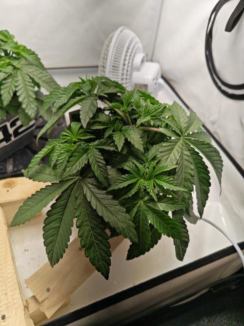 Black Light (Pheno Hunt) Wizard Trees. Week 4 - 22.08.26