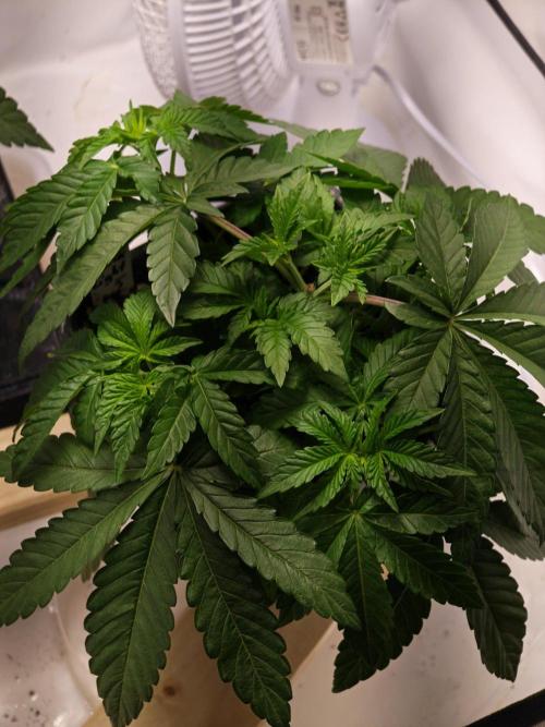 Black Light (Pheno Hunt) Wizard Trees. Week 4 - 22.08.26