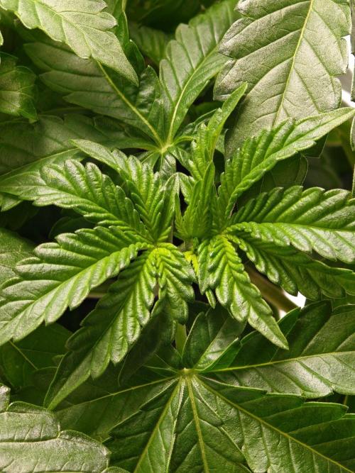 Black Light (Pheno Hunt) Wizard Trees. Week 4 - 22.08.26