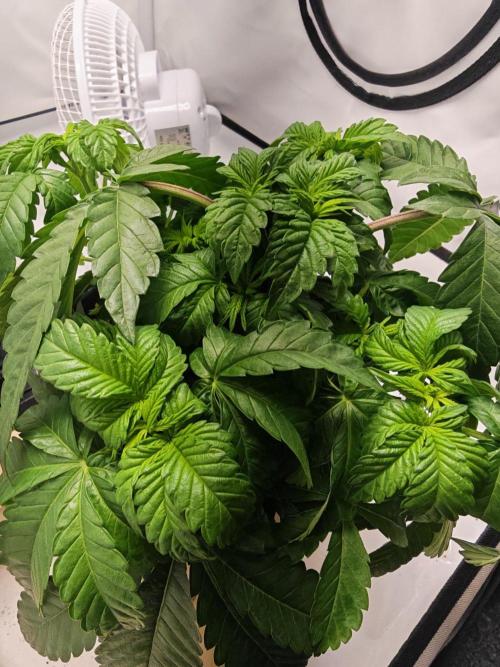 Black Light (Pheno Hunt) Wizard Trees. Week 4 - 23.08.26