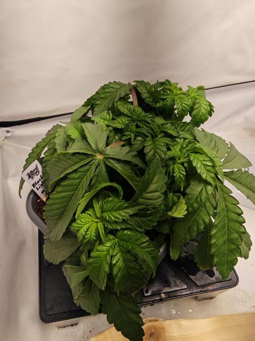 Black Light (Pheno Hunt) Wizard Trees. Week 4 - 23.08.26