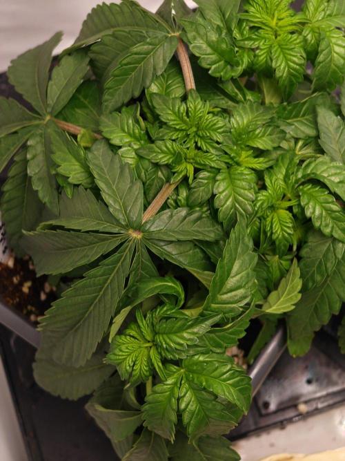 Black Light (Pheno Hunt) Wizard Trees. Week 4 - 23.08.26