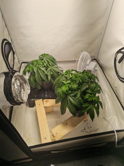 Black Light (Pheno Hunt) Wizard Trees. Week 4 - 23.08.26