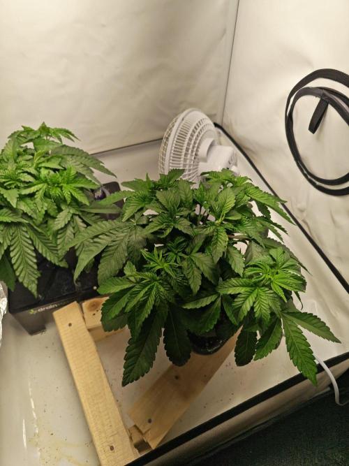 Black Light (Pheno Hunt) Wizard Trees. Week 4 - 24.08.26