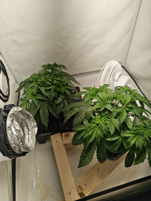 Black Light (Pheno Hunt) Wizard Trees. Week 4 - 24.08.26