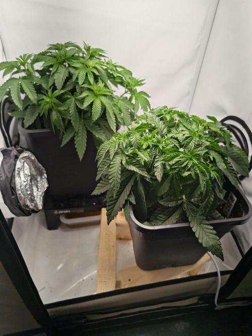 Black Light (Pheno Hunt) Wizard Trees. Week 4 - 27.08.26