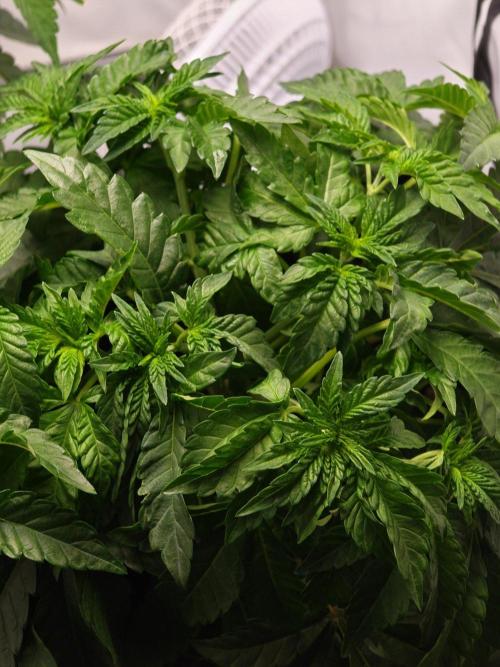 Black Light (Pheno Hunt) Wizard Trees. Week 4 - 27.08.26