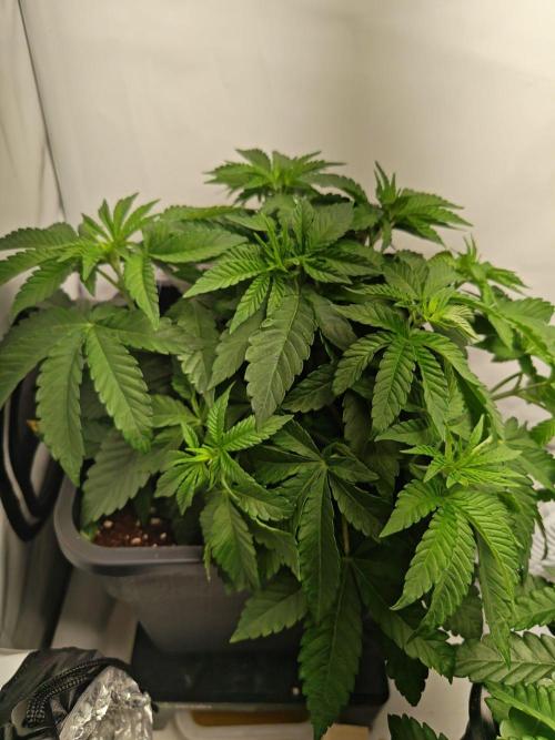 Black Light (Pheno Hunt) Wizard Trees. Week 4 - 27.08.26