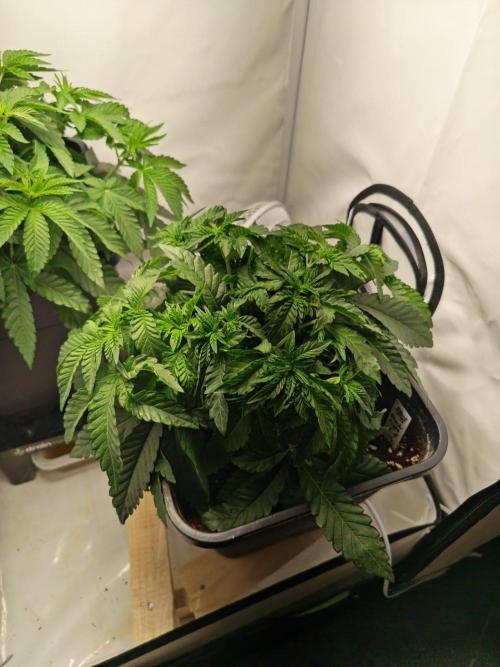 Black Light (Pheno Hunt) Wizard Trees. Week 4 - 27.08.26