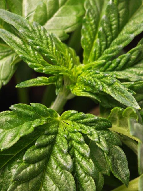 Black Light (Pheno Hunt) Wizard Trees. Week 4 - 27.08.26