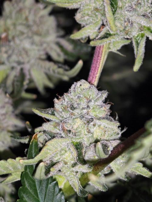 Last Dance - Crimson Clay (Wizard Tress). Week 6 - 28.08.26