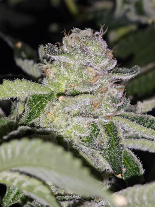 Last Dance - Crimson Clay (Wizard Tress). Week 6 - 28.08.26
