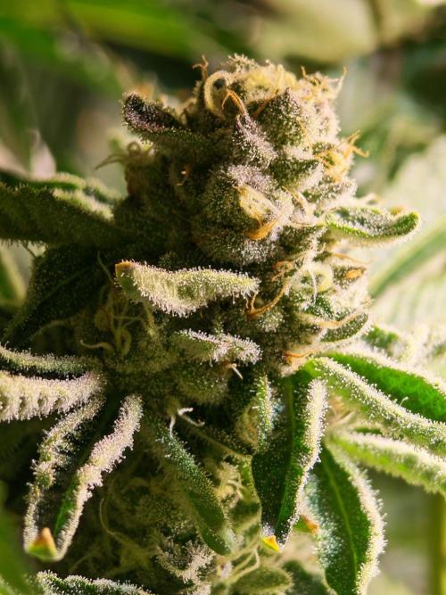 Last Dance - Crimson Clay (Wizard Tress). Week 6 - 29.08.26