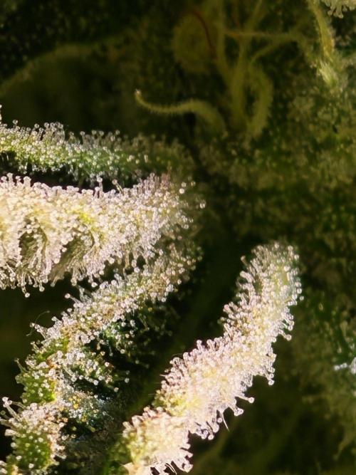 Last Dance - Crimson Clay (Wizard Tress). Week 6 - 29.08.26