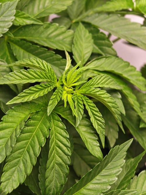 Black Light (Pheno Hunt) Wizard Trees. Week 5 - 28.08.26